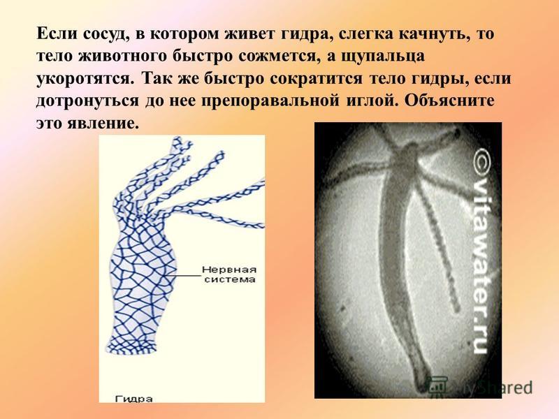 Официальная ссылка на кракен в тор